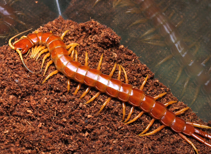 ベトナムホワイトミントレッグ/Scolopendra sp. 1匹 ムカデ - 虫類