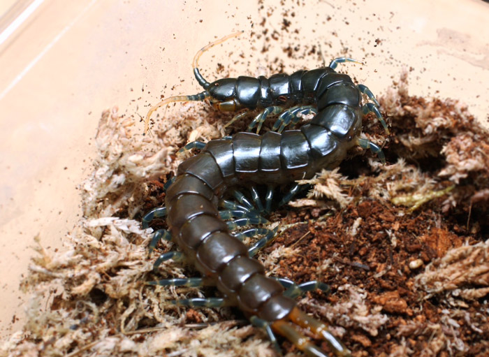 ホワイトビヤードセンチピード 20cm以上 メス Scolopendra sp.”White beard” 死着保証あり ムカデ タランチュラ サソリ  - 虫類