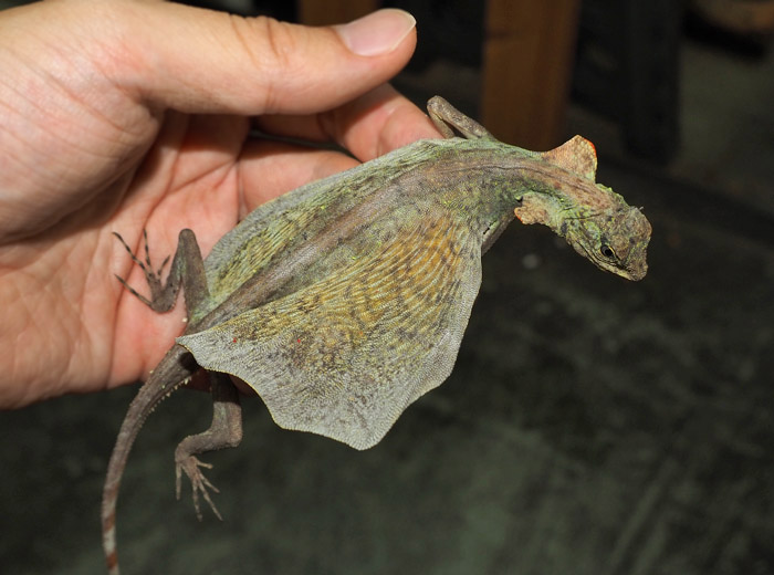 木製ケージ 1800サイズ ゾウガメ ウォータードラゴン イグアナ