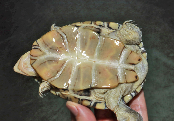 カメ在庫リスト