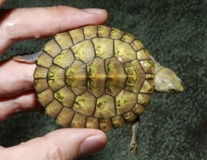 カメ在庫リスト